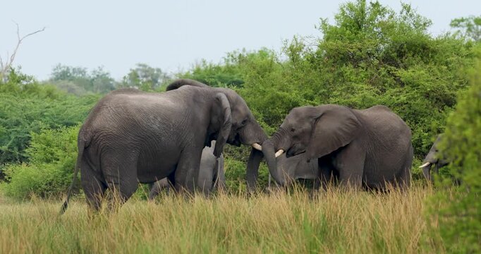 Large African bush elephants fighting in Okavango delta in Moremi Game Reserve, Botswana
