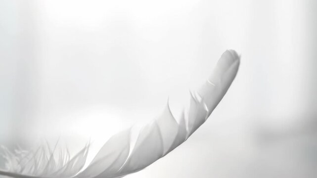 Isolated soft white feather plume with light design vector illustration
