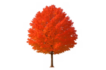 Isolated autumn tree with vibrant orange and red leaves, showing seasonal change and growing nature on transparent background