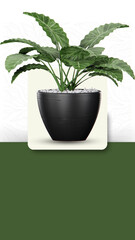 Green and White Modern Simple Indoor Plants Collection