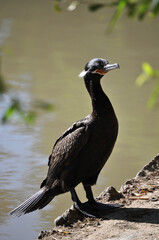 Yeco duck sunbathing on the lake shore, Cormorant (Phalacrocorax olivaceus)