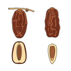 Dates fruit illustration, whole and cut.