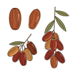 Dates fruit illustration with branches and leaves.