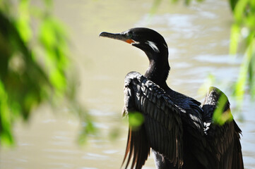 Yeco Duck among the plants, Cormorant (Phalacrocorax olivaceus)