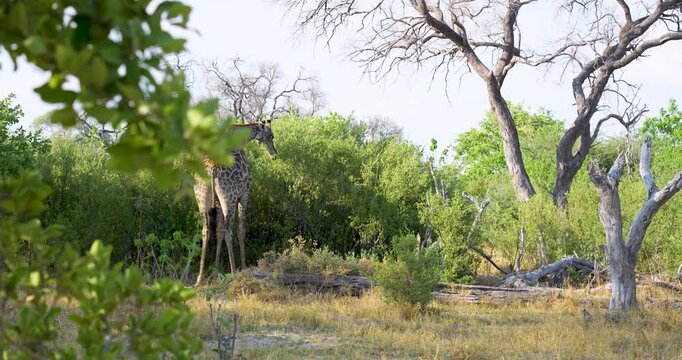 Southern giraffe feeding during a drought in Moremi Game Reserve in Northern Botswana