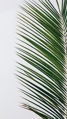 Fototapeta premium Close-up of a vibrant green palm leaf against a clean white background.