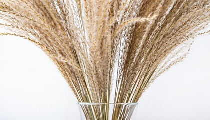Close-up of dried ornamental grass plumes in a clear vase, showcasing their delicate texture and natural beauty against a bright background.