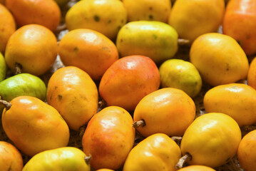 Cajá fruit, a typical fruit of the North and Northeast regions of Brazil. Also known as: caiá, cajá-mirim, cajarana, cajazeiro, cajá-pequeno, taperebá, taperebá-de-anta, taperebá-de-veado and taperibá