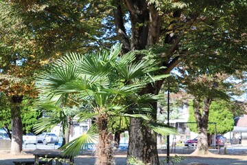 晴れた秋の日の静かな公園　シュロの木