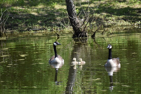 Geese and goslings swimming on pond under tree cover