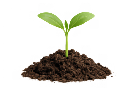 Green seedling growing from soil, symbolizing new life, growth, and environmental sustainability, transparent background