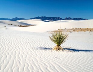 A desert landscape features white dunes, a yucca plant, distant mountains, & bright blue sky