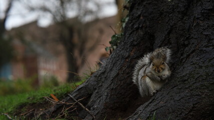 écureuil parque  nature animal sauvage   