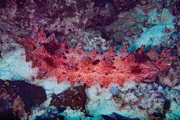 Sea Cucumber Crawling Slowly Across Sandy Reef Bottom