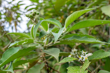 Solanum torvum  with Solanum mauritianum. Plantation Road, Wahiawa, Honolulu, Oahu, Hawaii.	