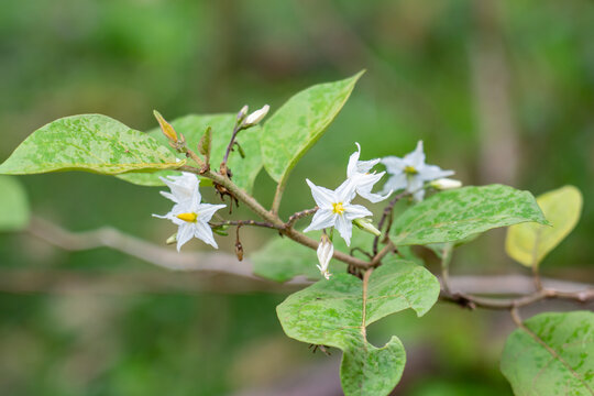 Solanum torvum, pendejera, turkey berry, devil's fig, pea eggplant, platebrush or susumber. Plantation Road, Wahiawa, Honolulu, Oahu, Hawaii.	
