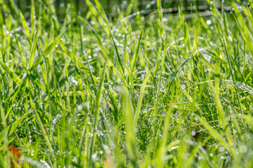 Gräser mit Morgentau