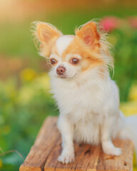 A white and red Chihuahua dog in a garden.