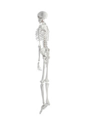 Fototapeta premium Artificial human skeleton model on white background