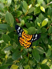 butterfly on flower