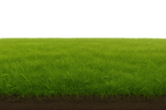 Green grass field with visible soil and roots, growing on a transparent background, depicting nature and growth