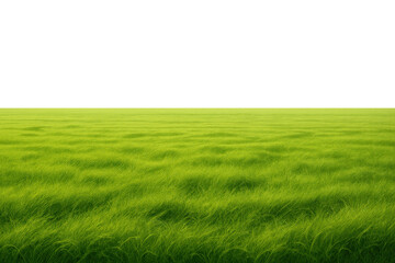 Green grass field swaying in the wind, showing a vibrant meadow texture. Ready for compositing with a transparent upper background