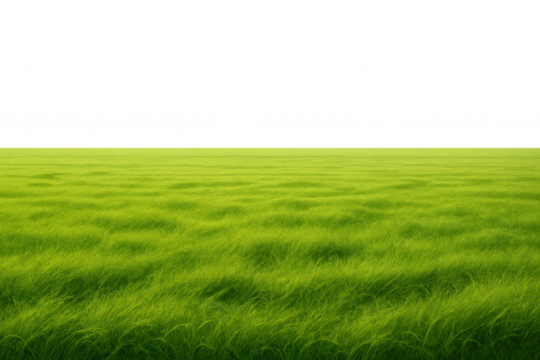Green grass field swaying in the wind, showing a vibrant meadow texture. Ready for compositing with a transparent upper background