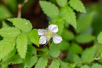 Rubus rosifolius, (sometimes spelled Rubus rosaefolius), also known as roseleaf bramble, Mauritius raspberry. Plantation Road to Poamoho Trail, Wahiawa, Honolulu, Oahu, Hawaii. Koʻolau Range 