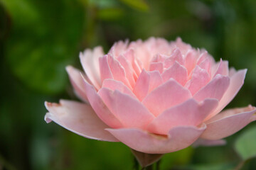 passion, purpose and a pink flower