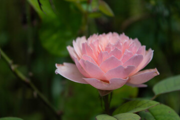 a gentle pink flower of the garden