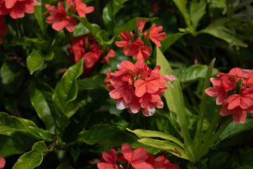 Fototapeta premium red firecracker flowers 