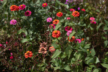 colorful flowers of the garden