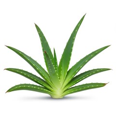 Obraz premium A detailed shot of a vibrant green succulent aloe vera plant centered on a pure white studio background, emphasizing symmetry and clean lines ,healthy ,bright ,organic
