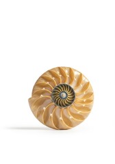 Obraz premium A perfect nautilus shell specimen resting alone on a clean white background, showcasing the beautiful golden spiral structure and complex chambers ,decoration ,clean ,invertebrate