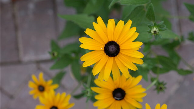 The center of a Black Eyed Susan daisy flower on the patio - Powered by Adobe