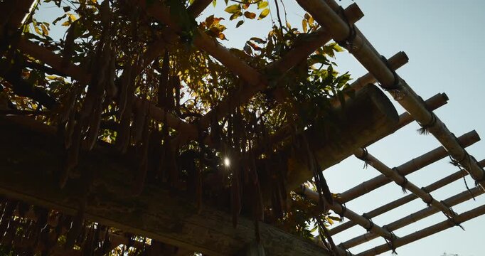 Sun Rays Shining Through Bamboo Pergola Covered With Leaves