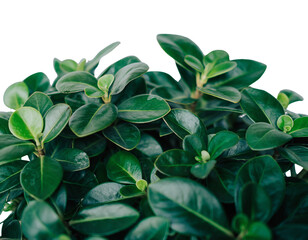 Lush houseplant leaves close  transparent background png