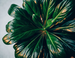 Lush houseplant leaves close  transparent background png