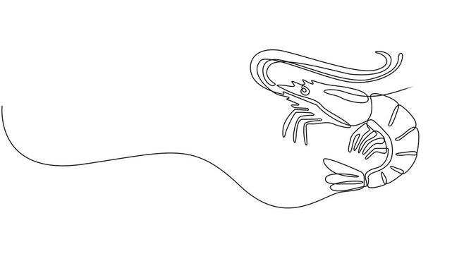 shrimp continuous one line drawing animation, Self drawing simple animation of single continuous one line drawing of shrimp. Drawing by hand, black lines on a white background, Animated self drawing