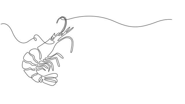 shrimp continuous one line drawing animation, Self drawing simple animation of single continuous one line drawing of shrimp. Drawing by hand, black lines on a white background, Animated self drawing
