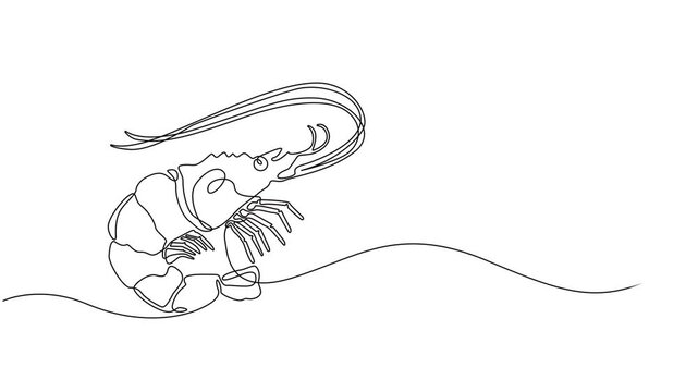 shrimp continuous one line drawing animation, Self drawing simple animation of single continuous one line drawing of shrimp. Drawing by hand, black lines on a white background, Animated self drawing
