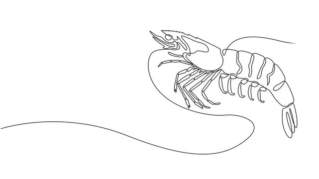 shrimp continuous one line drawing animation, Self drawing simple animation of single continuous one line drawing of shrimp. Drawing by hand, black lines on a white background, Animated self drawing