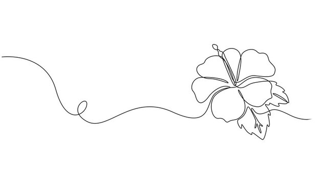 Animated self drawing of one continuous line draw beauty fresh hibiscus for park garden logo, home wallpaper decoration print. Full length one line animation, Tropical floral style, love romantic.