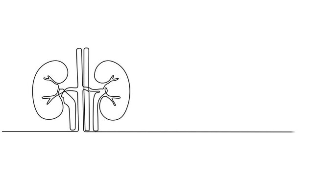 Human kidney sign animation continuous one line drawing, Self drawing animation of single line drawing kidneys, Full length animated, Continuous Line Drawing of Kidneys Icon. Hand Drawn Symbol Vector.
