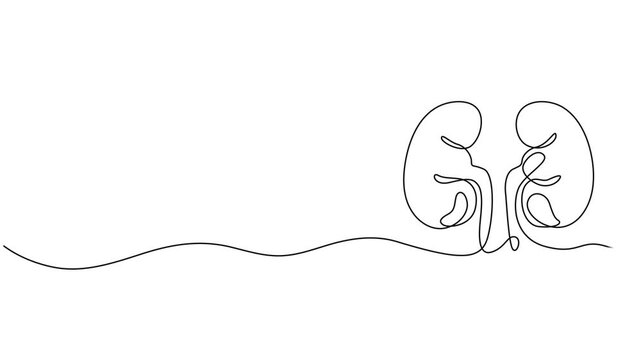 Human kidney sign animation continuous one line drawing, Self drawing animation of single line drawing kidneys, Full length animated, Continuous Line Drawing of Kidneys Icon. Hand Drawn Symbol Vector.