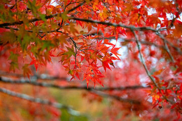 紅葉の季節
