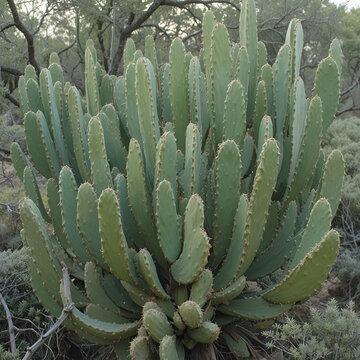 Green flat rounded stalks of cacti and mesquite tree branches in the Sonoran Desert. Moctezuma, Sonora Mexico ... Flat green rounded cladodes of opuntia cactus, Balchik, opunti .. spines ..