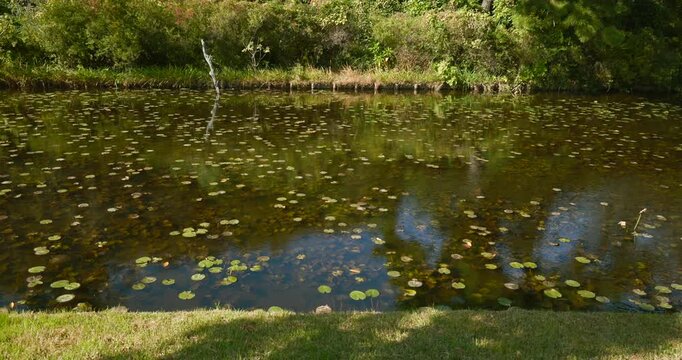Lily Pad Lake in Nature &mdash; Vertical Camera Movement