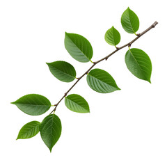 Fototapeta premium Fresh green branch with vibrant leaves isolated on white background.