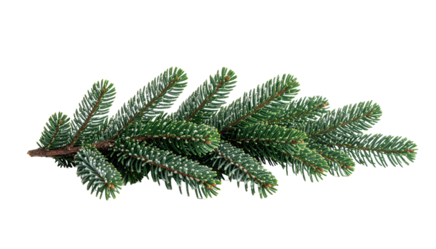 Fresh green fir branch isolated on a clean white background. - Powered by Adobe